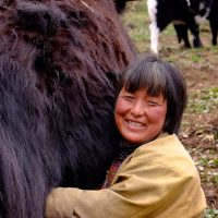Yak Milking In Bhutan - Richard Krieger